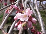 三春滝桜2010.4.13ﾀﾞｲｼﾞｪｽﾄ　Miharu waterfall cherry blossoms digest